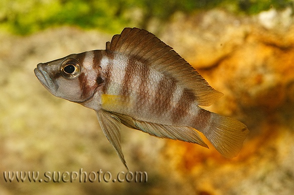 Altolamprologus sp. 'compressiceps shell' Chimba